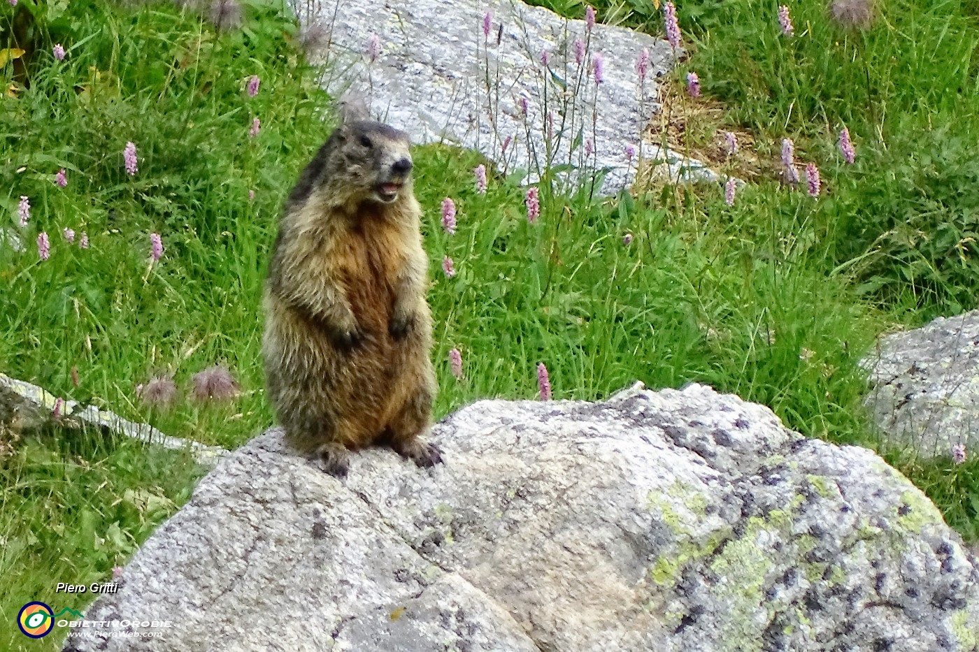 89 Marmotta in sentinella.JPG